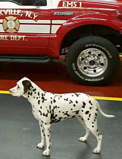 firehouse dalmation